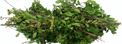 A pile of green waste ready to be collected.